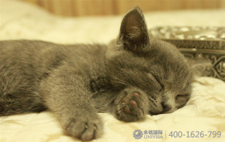 塞浦路斯，關于野貓的傳說